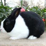 Kelinci Bahasa Inggrisnya Apa? Arti, Cara Pengucapan, dan Penjelasan Lengkap