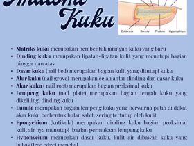 Potong Kuku Hari Selasa: Makna, Mitos, dan Penjelasan Lengkap